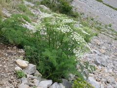 Meum athamanticum