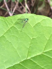 Condylostylus comatus