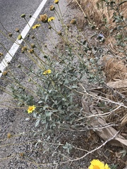 Encelia actoni