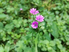 Geranium molle