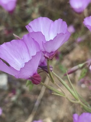 Clarkia cylindrica