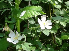 Rosa canina