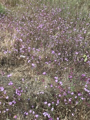 Clarkia cylindrica