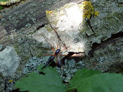 Tanyptera