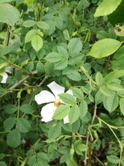 Rosa canina