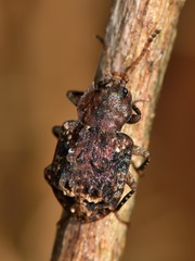 Syrphetodes marginatus