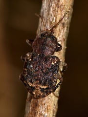 Syrphetodes marginatus