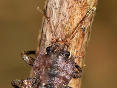 Syrphetodes marginatus