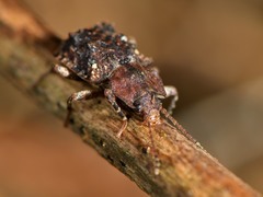 Syrphetodes marginatus
