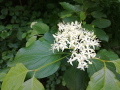 Cornus sanguinea