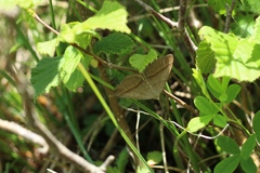 Scotopteryx