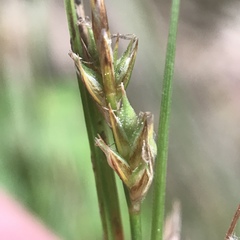 Carex albicans