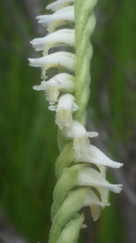 Image of Spiranthes laciniata by (c) Jay Horn, some rights reserved (CC BY)