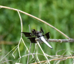Plathemis lydia