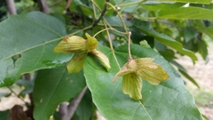 Carpodiptera africana