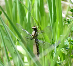 Plathemis lydia