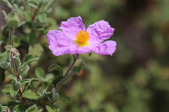 Cistus creticus