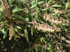 Comarostaphylis diversifolia diversifolia