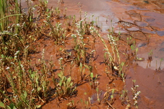 Crassula inanis