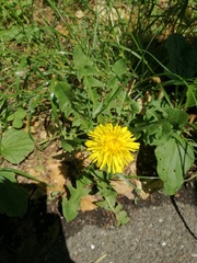 Taraxacum officinale