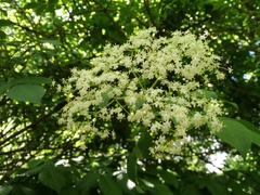 Sambucus nigra
