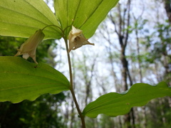 Prosartes smithii