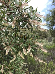 Comarostaphylis diversifolia diversifolia