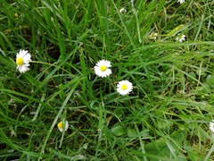Bellis perennis