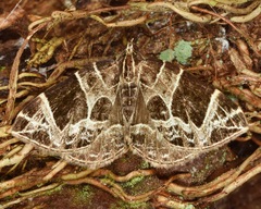 Gandaritis atricolorata