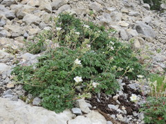 Potentilla alchimilloides