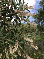 Comarostaphylis diversifolia diversifolia