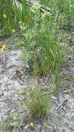 Elliott's yellow-eyed grass (Xyris elliottii)