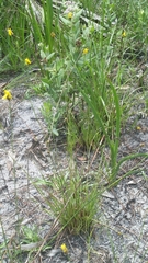 Elliott's yellow-eyed grass (Xyris elliottii)