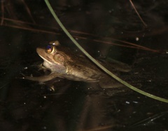 Lithobates virgatipes