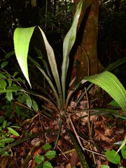 Disteganthus gracieae