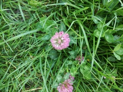 Trifolium pratense