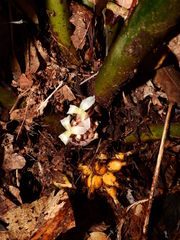 Disteganthus gracieae