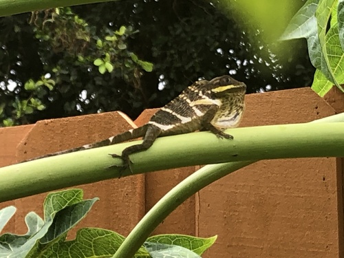 Knight Anole (Anolis equestris)