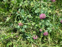 Trifolium pratense