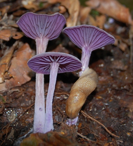 Amethyst Deceiver