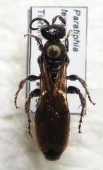 Paratiphia texana