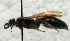 Paratiphia texana