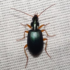 Agonum extensicolle