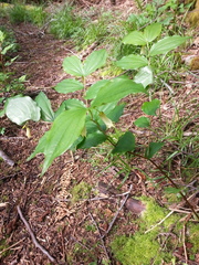 Prosartes smithii