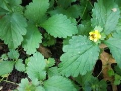 Potentilla indica