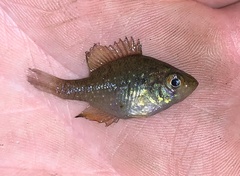 Enneacanthus gloriosus