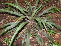 Disteganthus gracieae