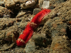 Platydoris sanguinea image
