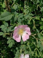 Rosa canina