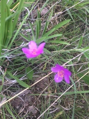 Phemeranthus calycinus